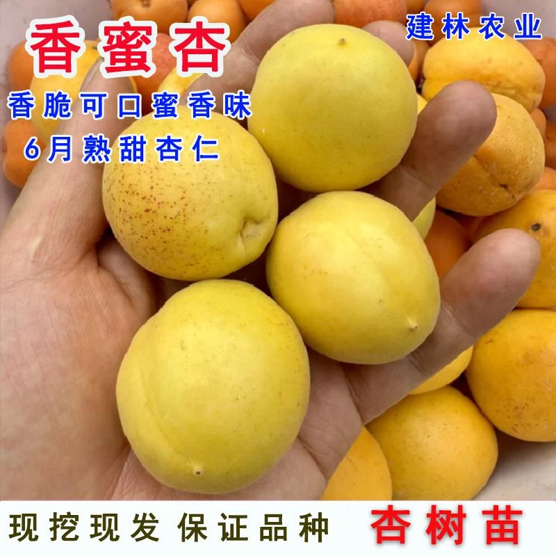 新品种荷兰香蜜杏树苗嫁接甜杏子苗早熟南方北方种植果苗地栽盆栽