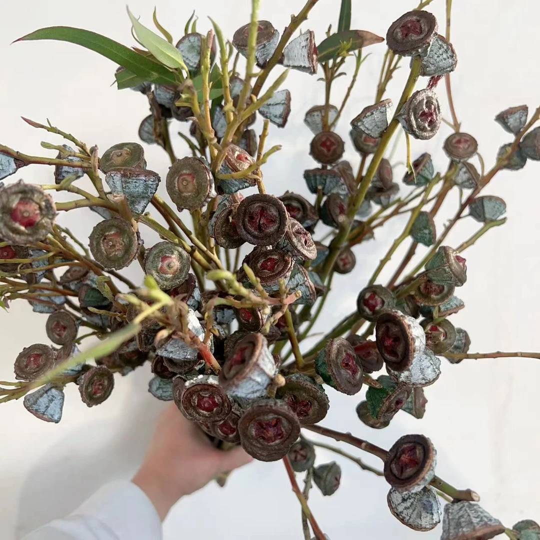 A级钻石【钻石尤加利果】可做干花期长昆明基地直发 顺丰包邮