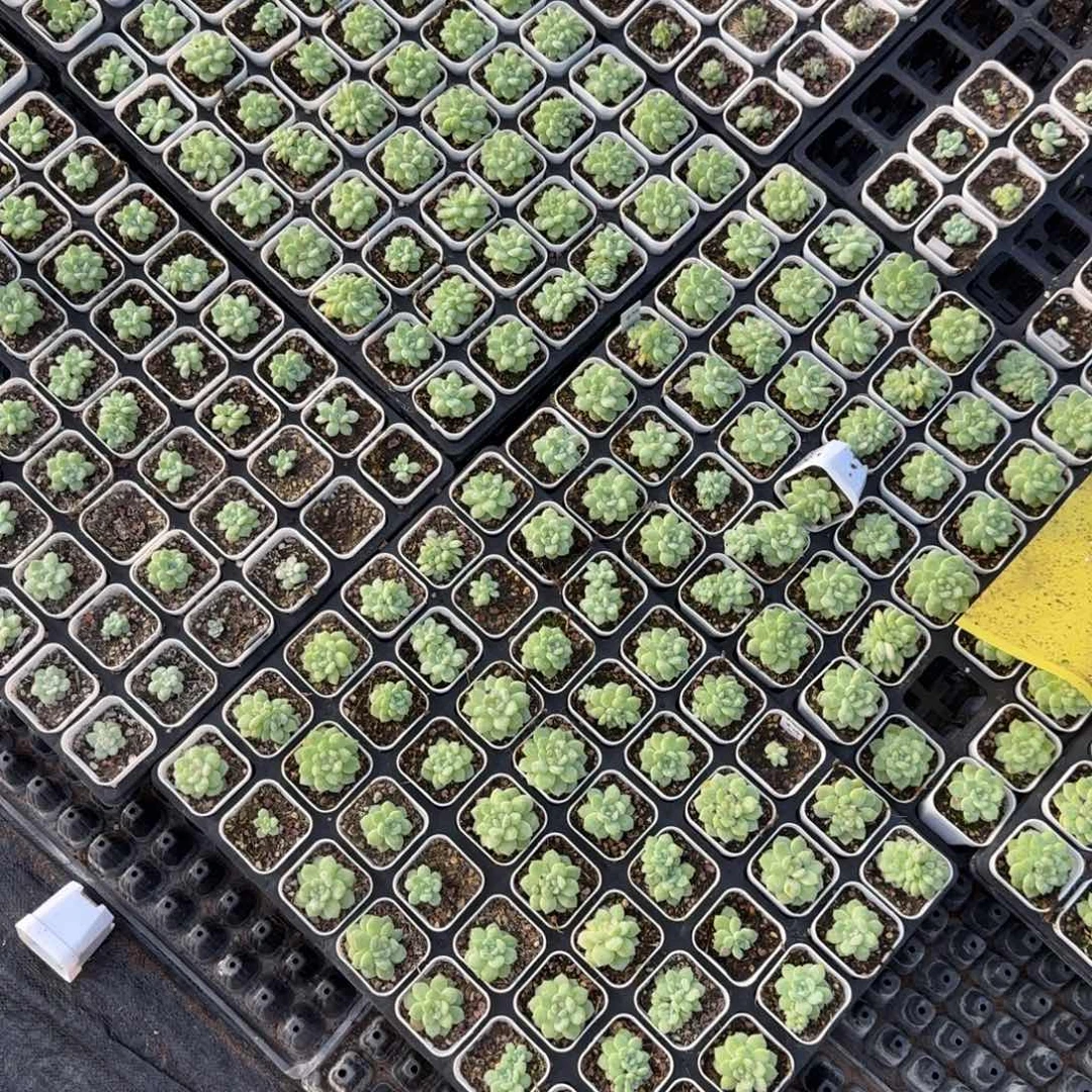寒绯48个满20包邮