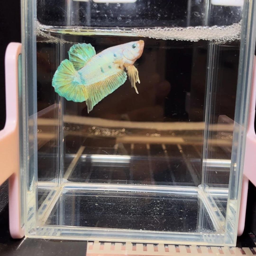 海水鱼宙斯斗鱼竞拍12-17