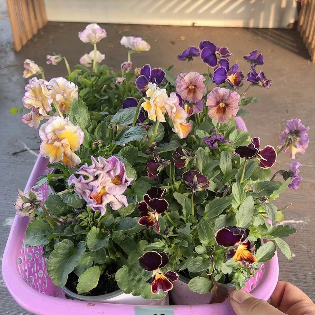 【闪购商品】268号