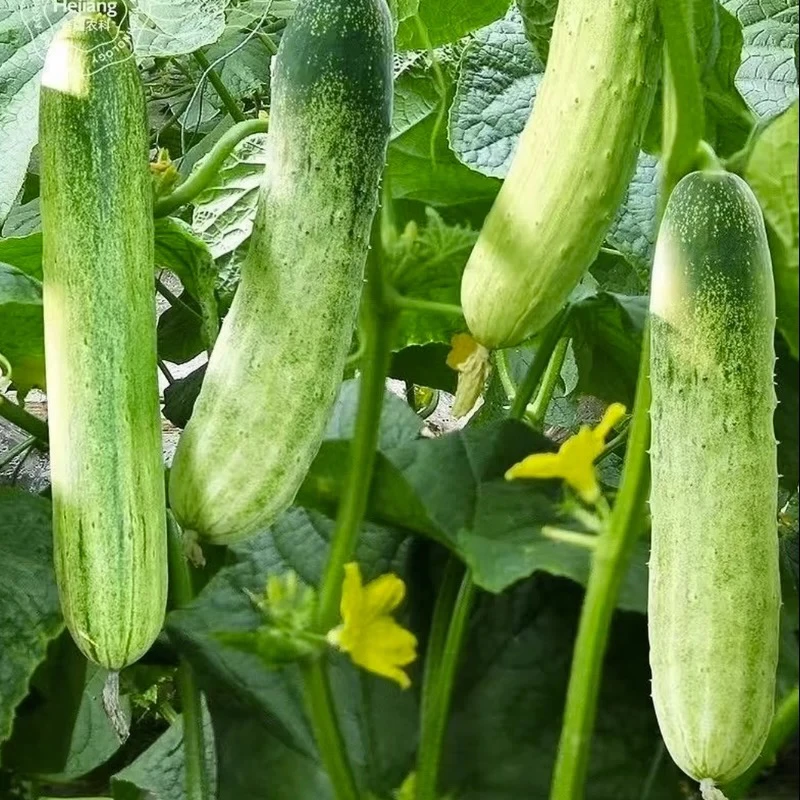 湘西露天种植黄瓜