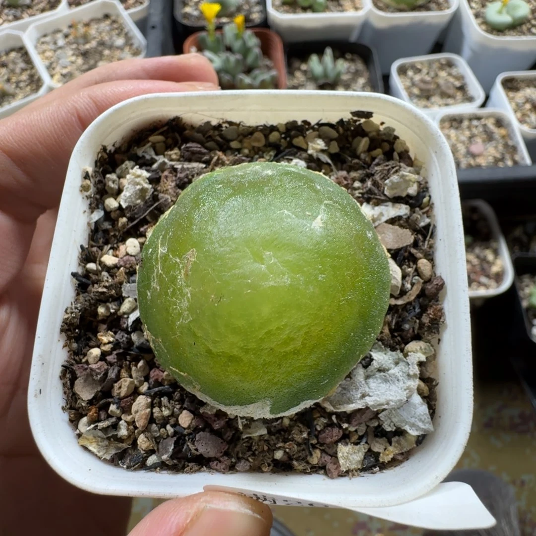549。 大灯泡一颗 带盆