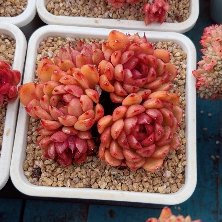 精品多肉植物老桩
