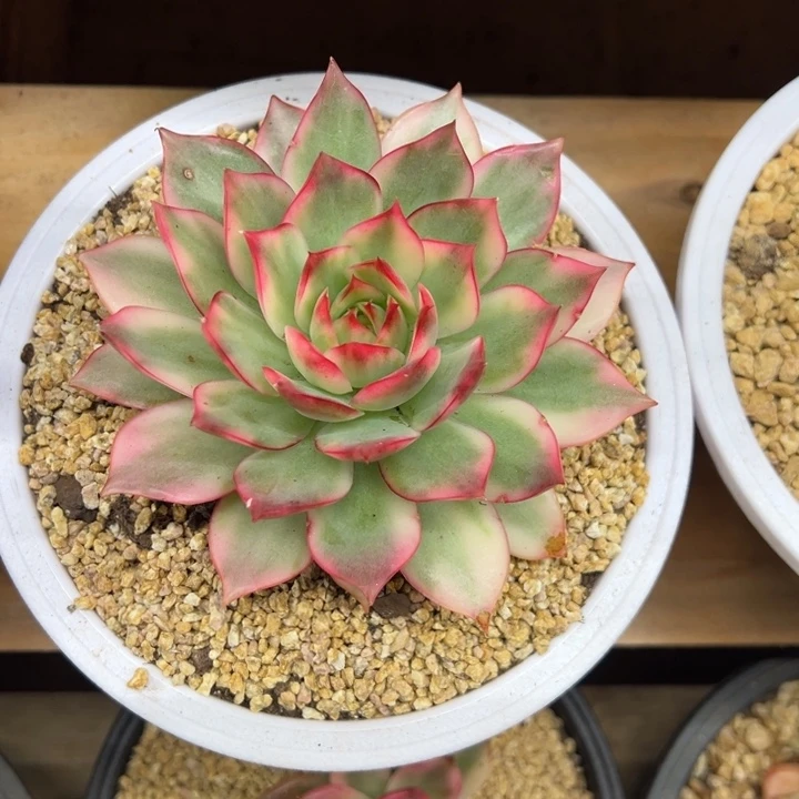 青莲锦 单头 夏鸣园艺