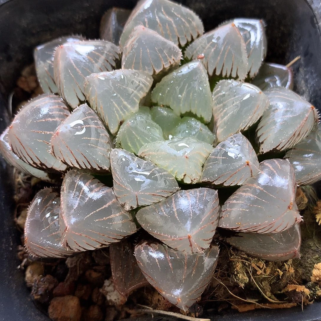大窗糯玉露带盆土发货ooo