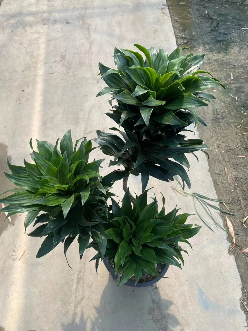 室内耐阴太阳神盆栽原盆原土基地直发四季常青鸭脚木客厅多头