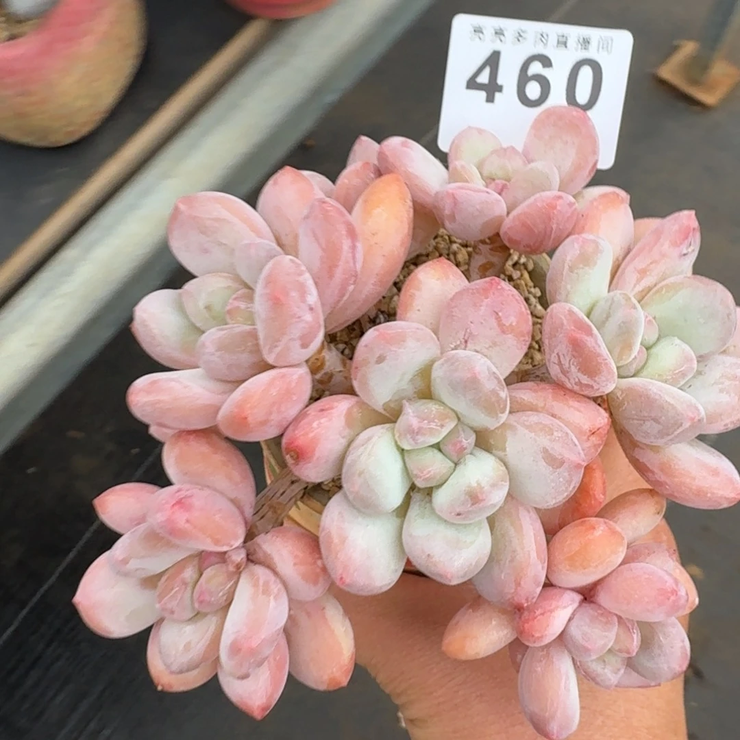 韩版香水          摇身一变高富帅，一夜暴富动作快