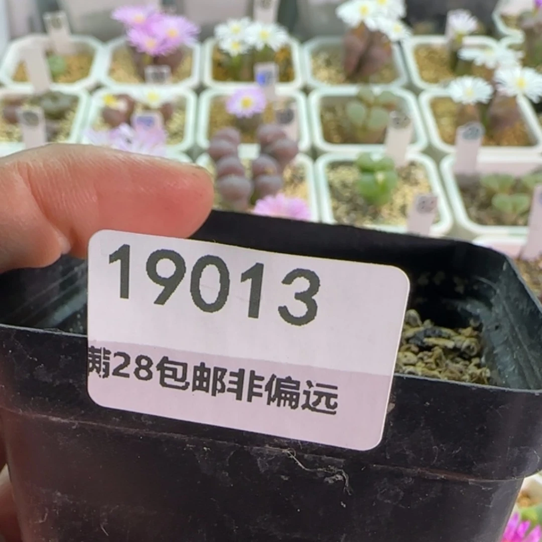 【闪购商品】沫*19013