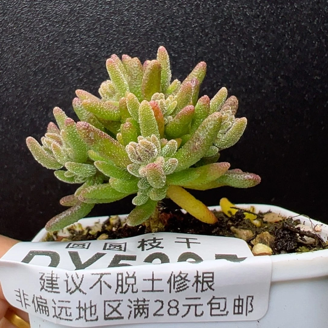 景***珩dy5395直杆棒棒糖狐尾冠幅3cm