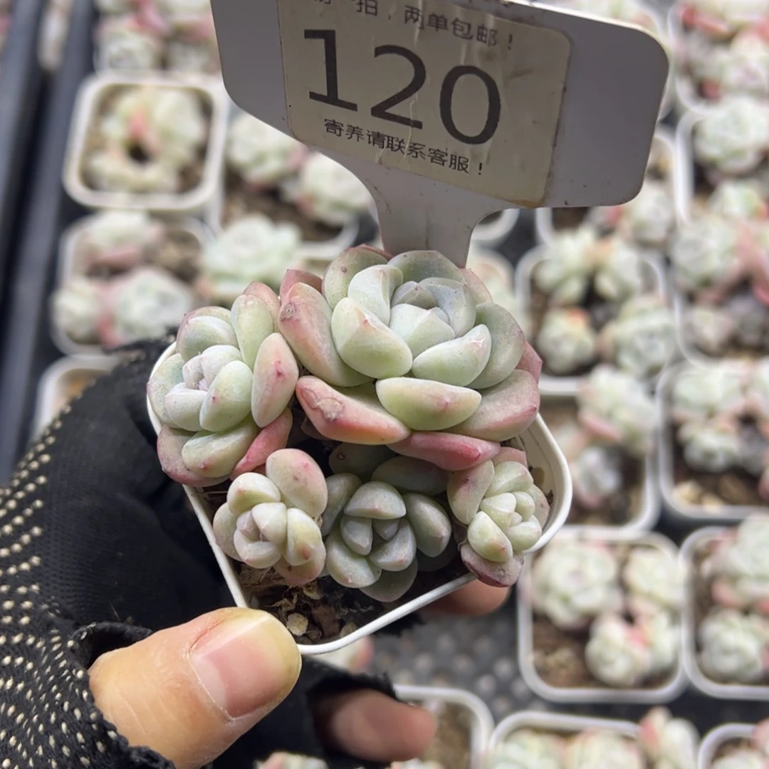 红陶6120号多肉植物