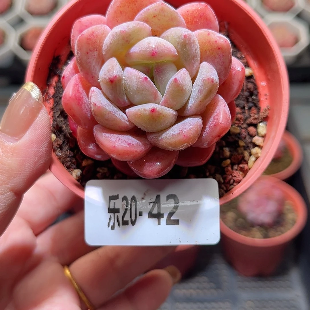 乐20-42 冰糖单头