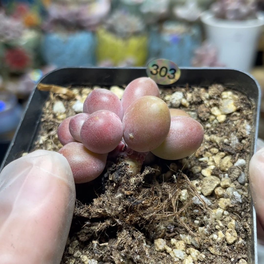 芒果美人红芒多肉植物