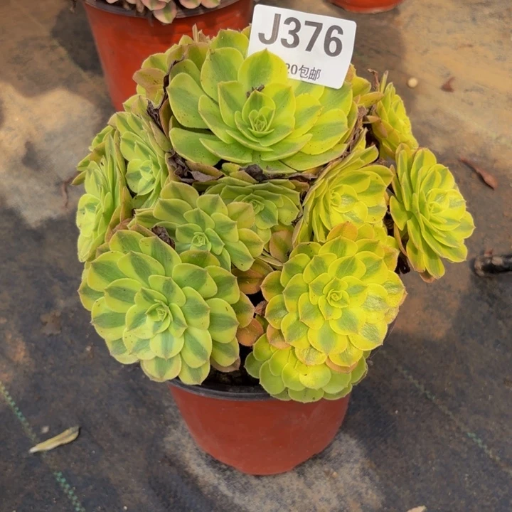 瑞妈多肉园艺376雨荷