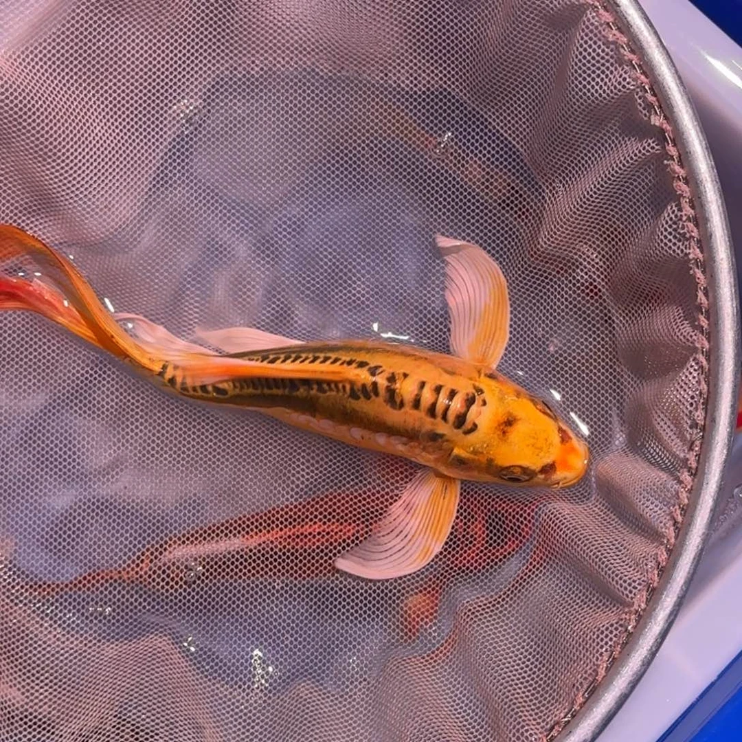 锦鲤精品锦鲤大放漏