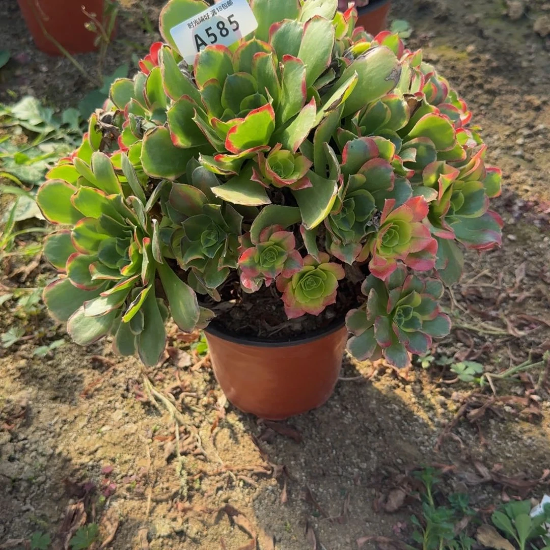 585特斯拉 多肉植物