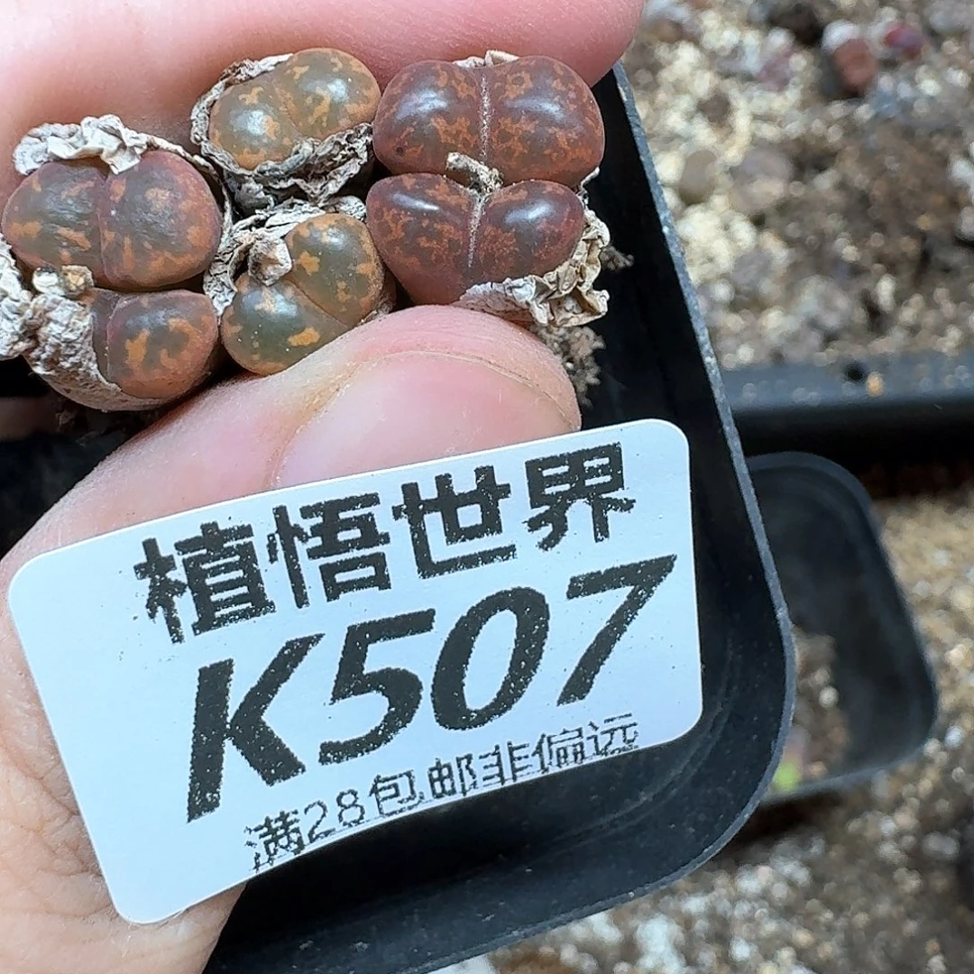 多肉植物的润泽动作h