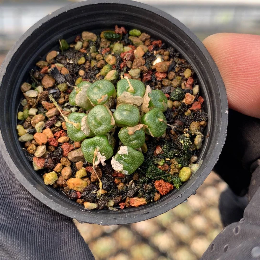 a828方糖母本一颗