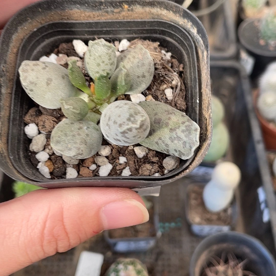 430海豹（满18包邮）