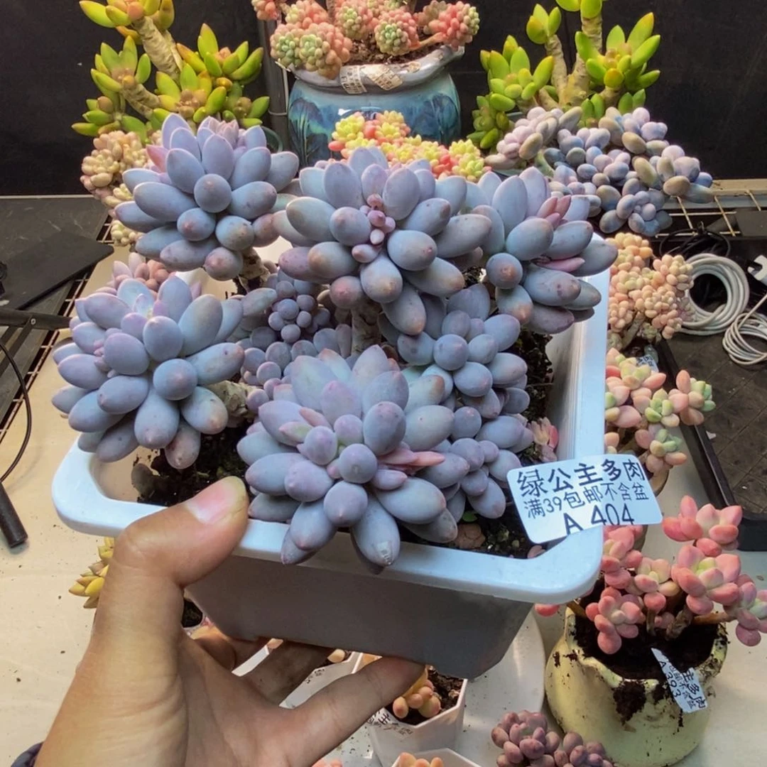 404婴儿手指多肉11c m