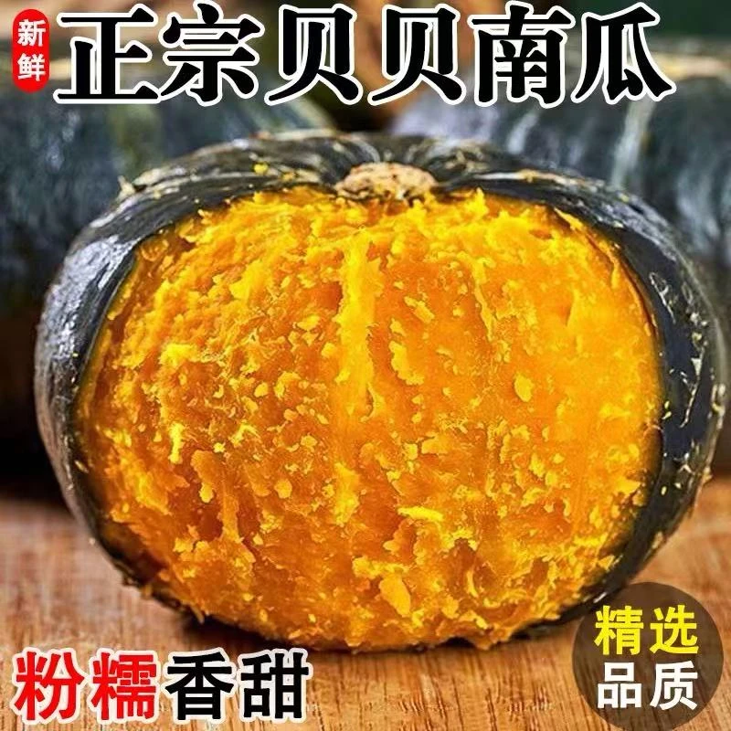 【正宗贝贝】L粉糯香甜板栗味贝贝小南瓜儿童辅食孕妇