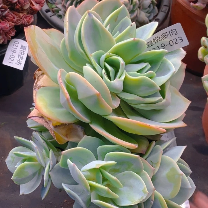 夏悦多肉 0219-23凤