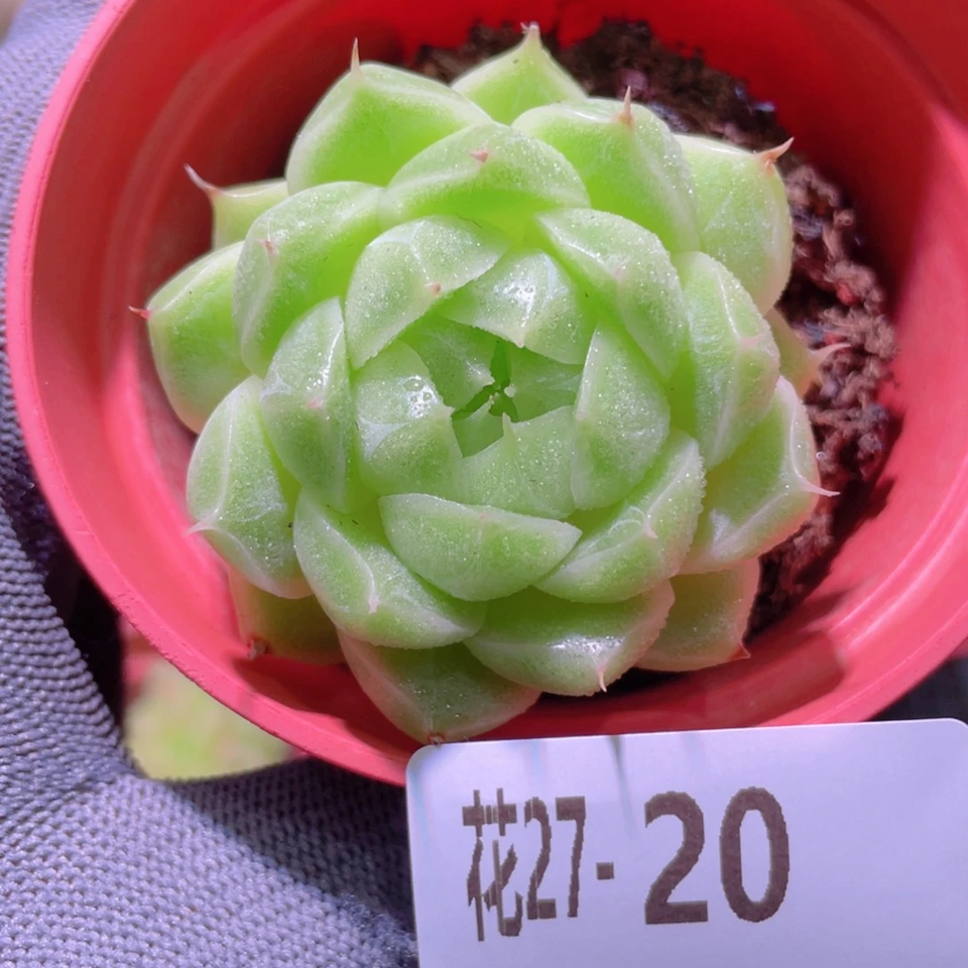 花利美27-20麦秆