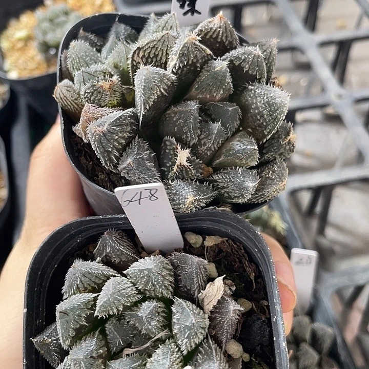 一物一拍，带盆带土