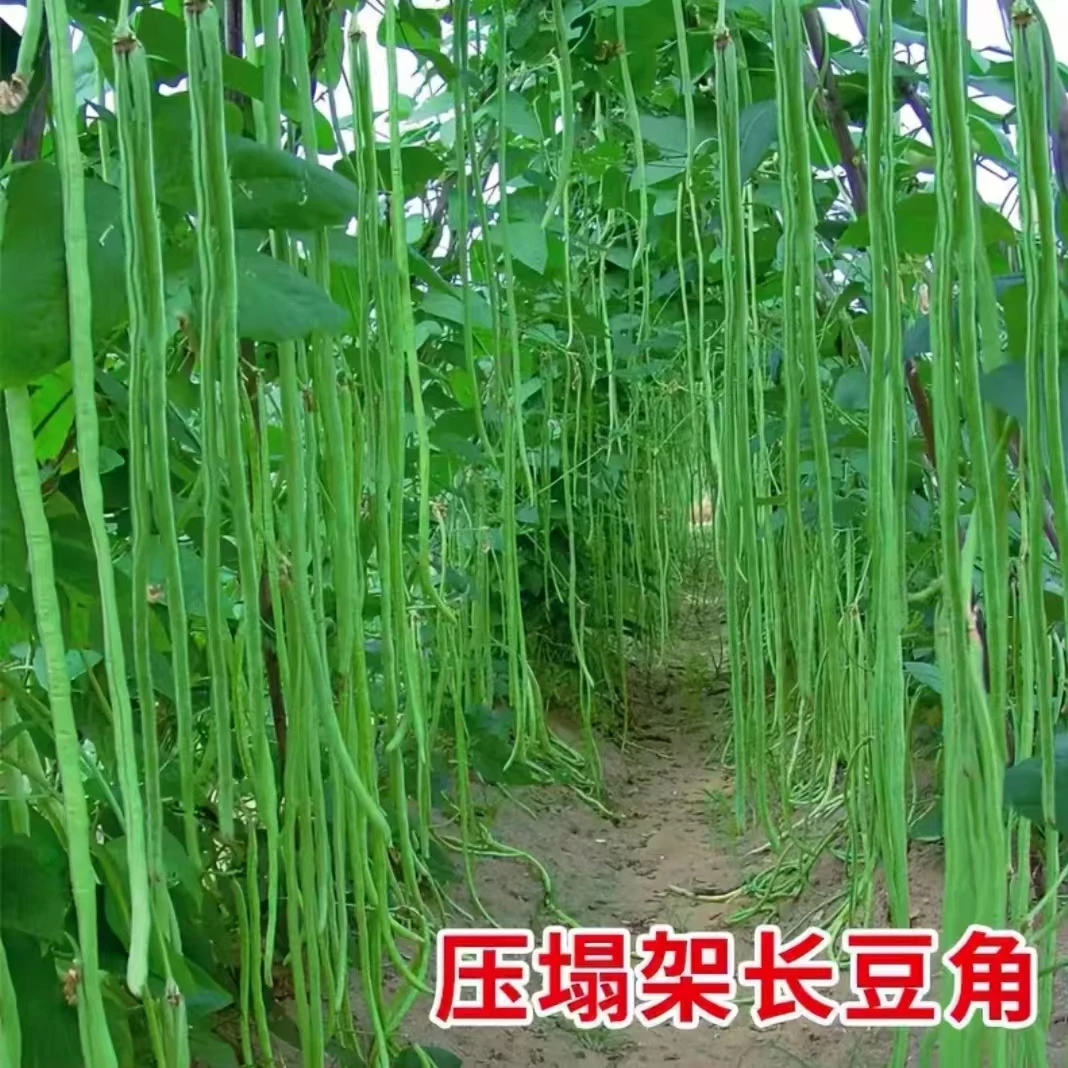 【搭架长豆角种子】蔬菜种子