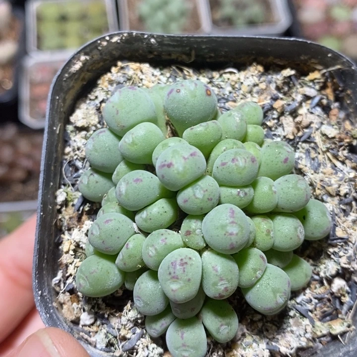 漂亮红边口迪60头特价