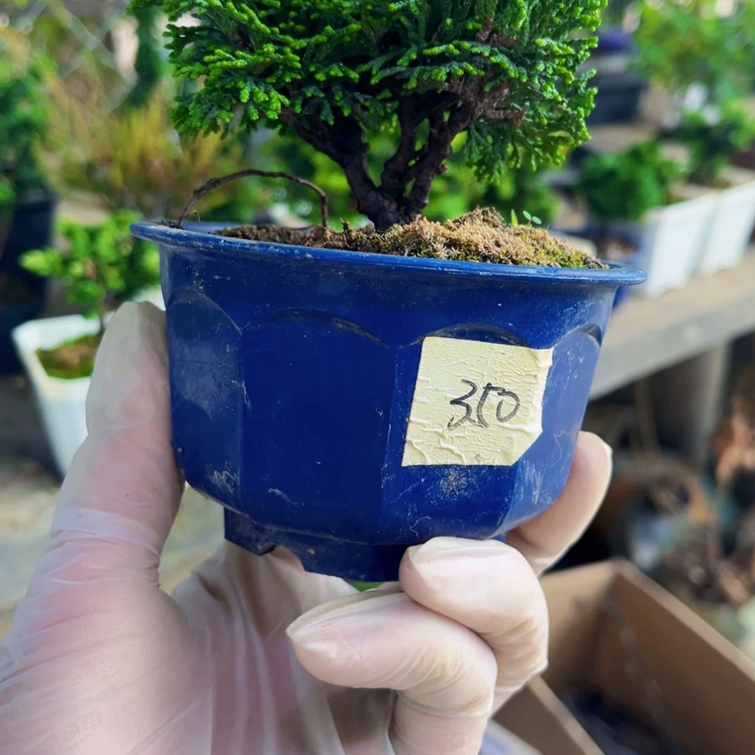 无花朵进口连山桧