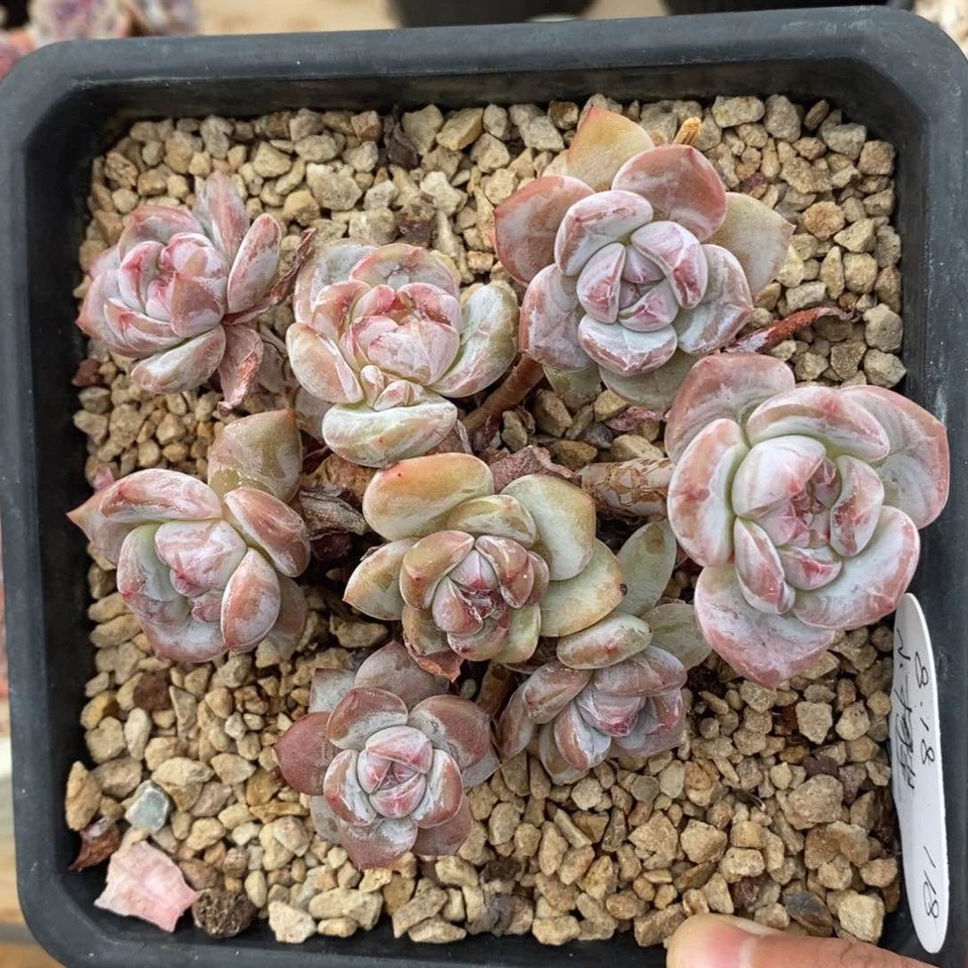 八头大长腿绿底紫心   脸朝上