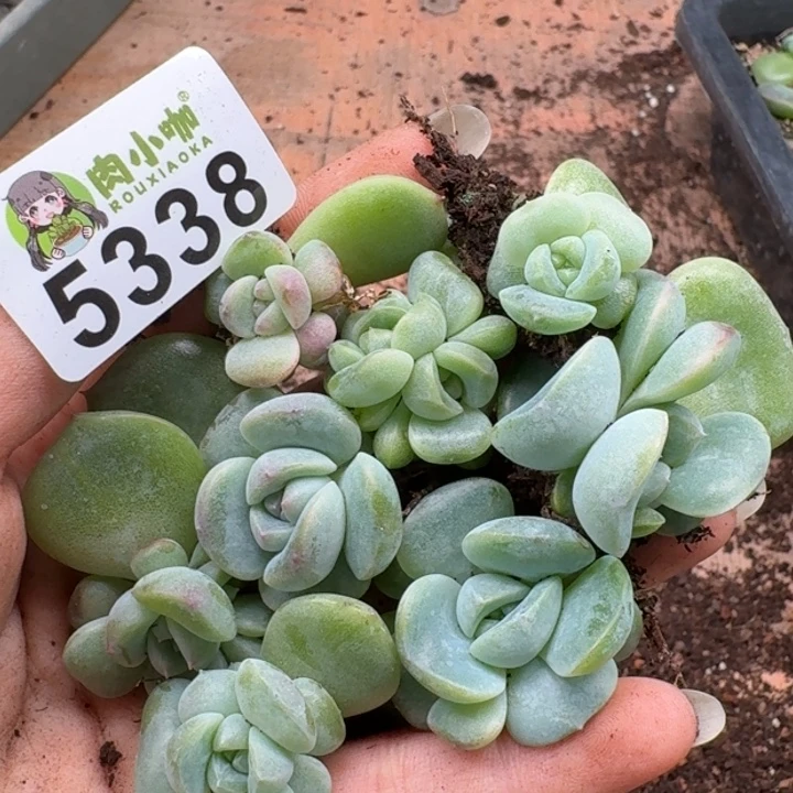 多肉植物多头植物