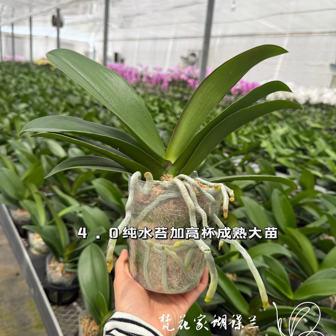 蝴蝶兰苗子一物一拍不带花剑，轻微叶损