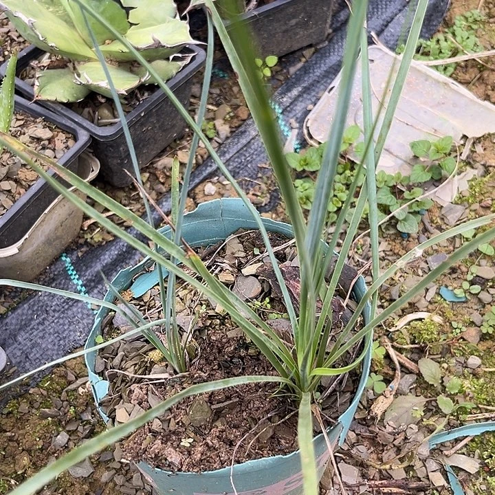 汤普森丝兰一大＿小两棵35788