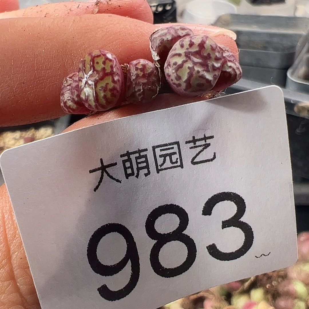 一物一拍。         983