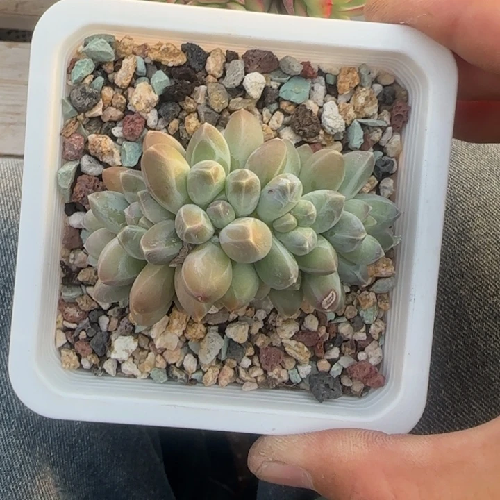 乌拉克拉五十包邮老桩