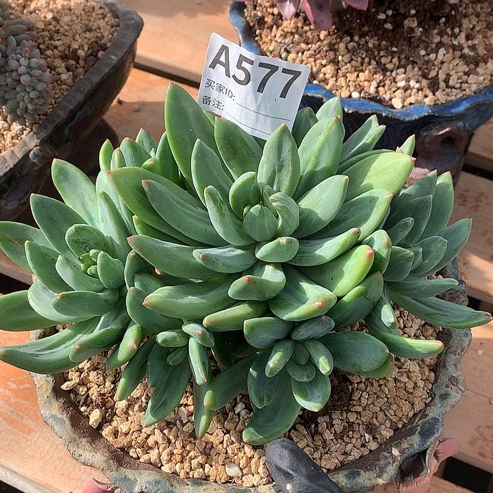 海洋之歌石化捧花 七夕返场 9.8号左右发货