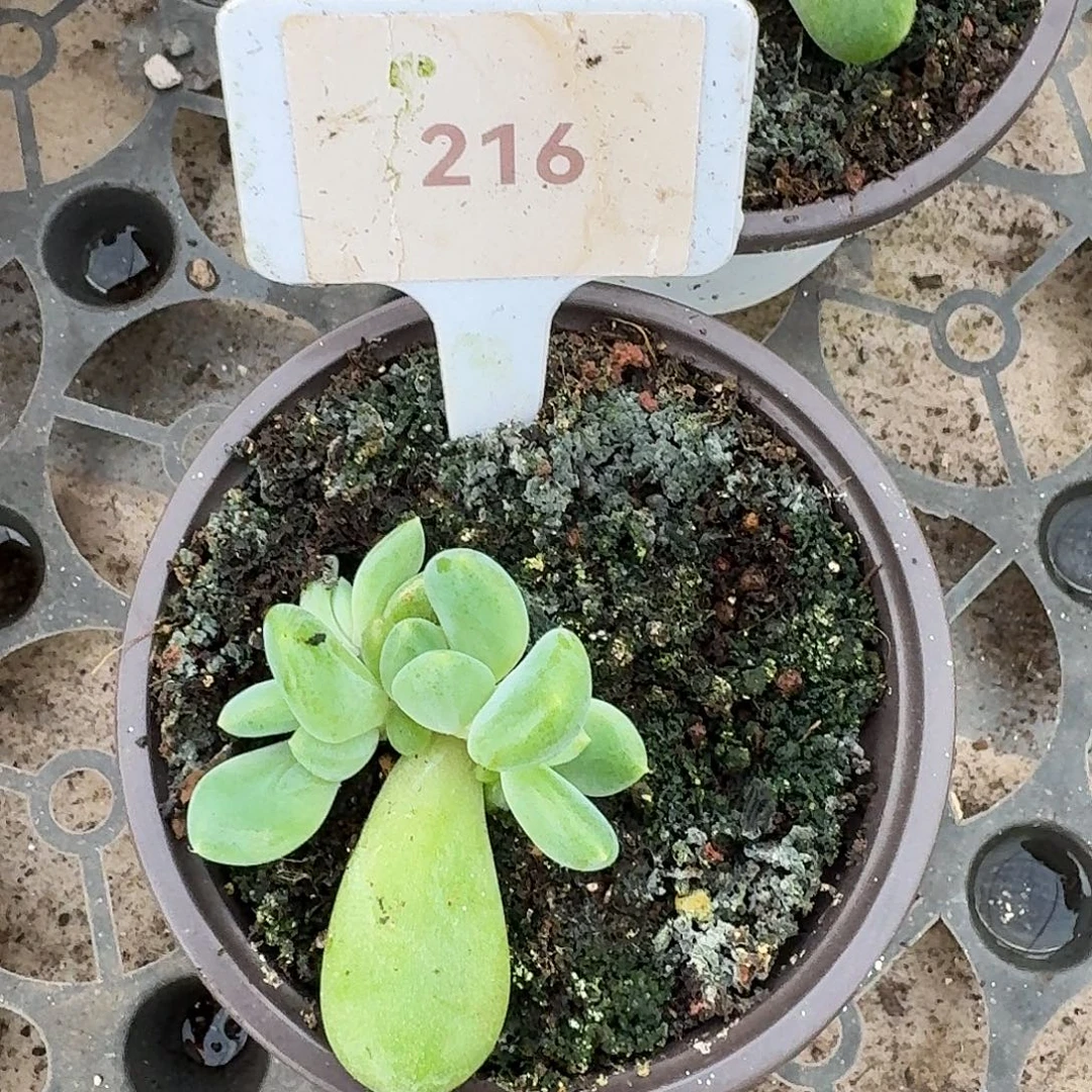 冰河世纪1234567891011