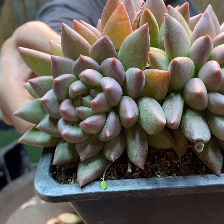 ****1940 号米其林多肉植物