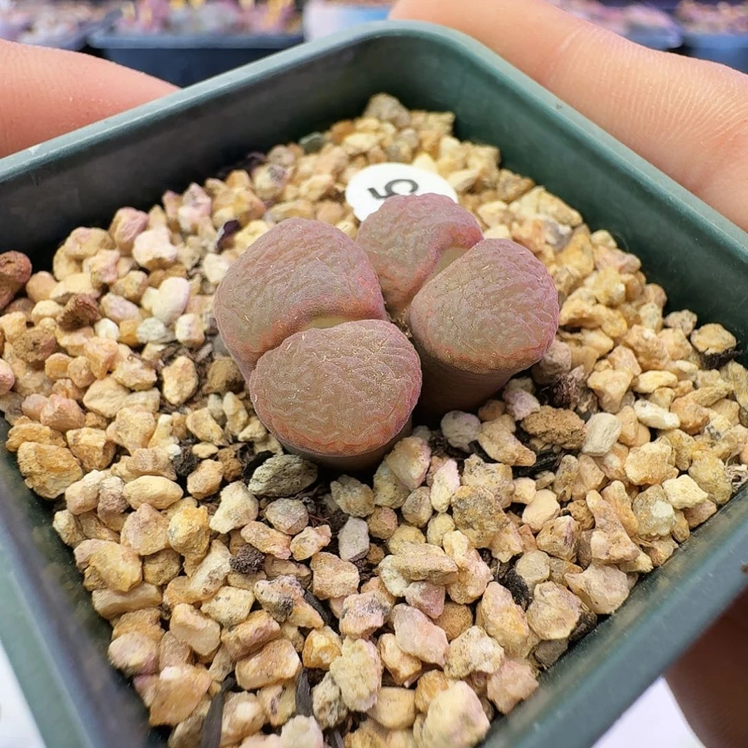 多肉植物福利特特55