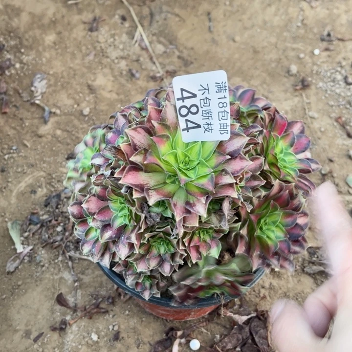 484韶华手捧1号棚