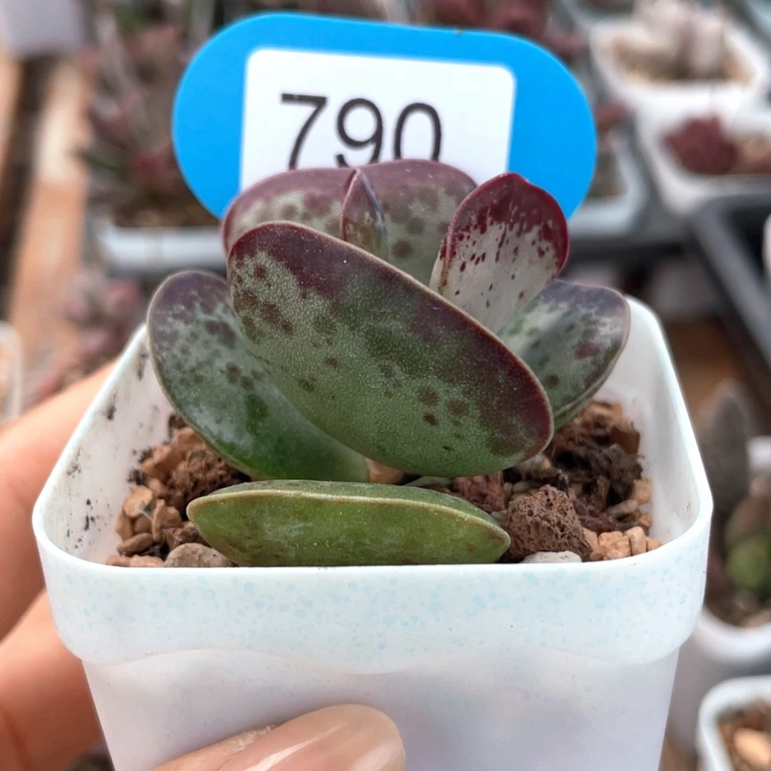 ෆ***祺爱心。     790。 送