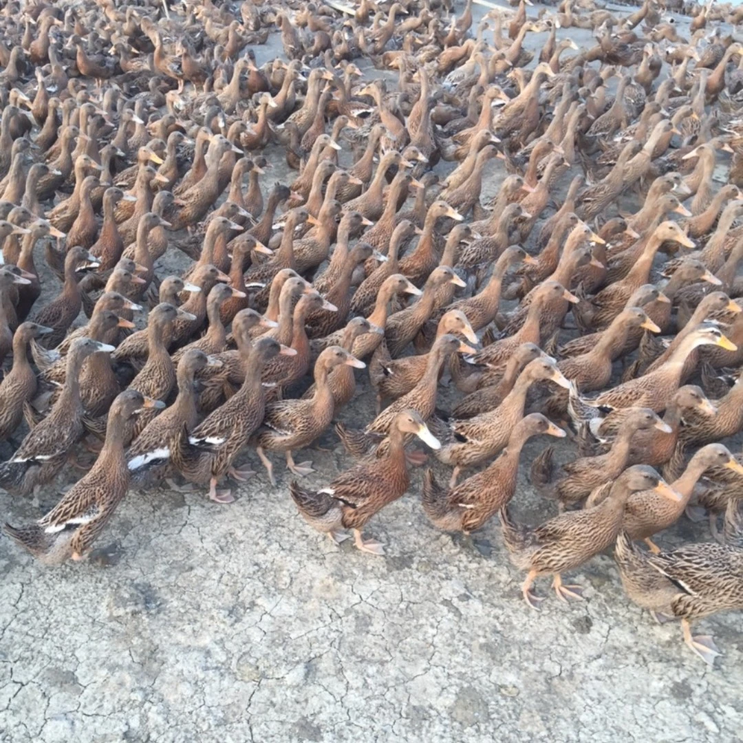 金定鸭（宠物鸭）35只包邮