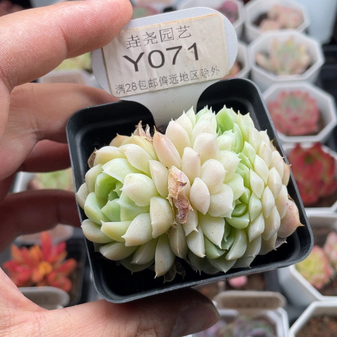 白月影缀0071-6.5厘米