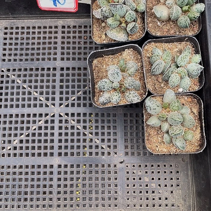 ****290号筐带盆土发货