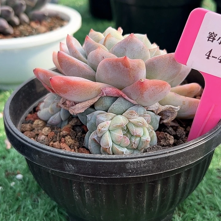 4.47雪珀带盆一个