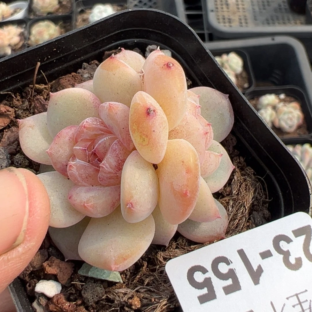 小卡拉米糖心一物一拍23-155