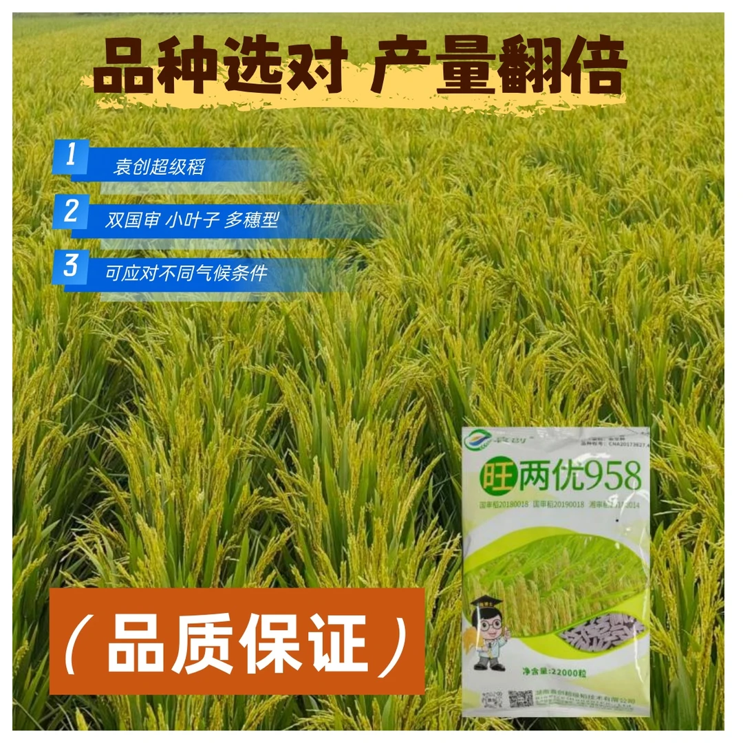 袁创双国审旺两优958杂交水稻种子矮杆水稻种子