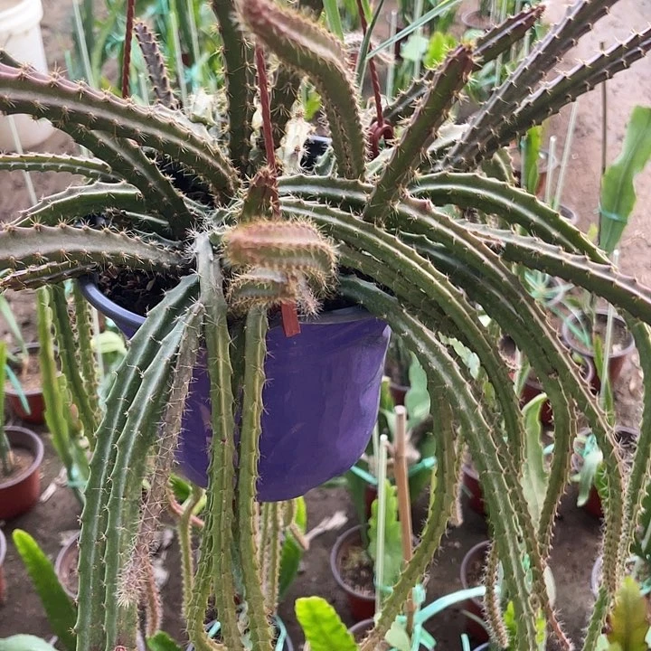 华*轩令箭荷花盆栽糖果